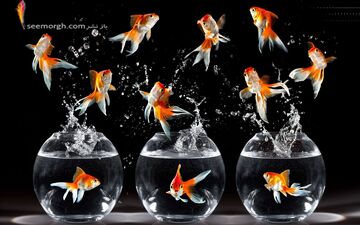 چگونه ماهی قرمز بیمار را تشخیص دهیم؟