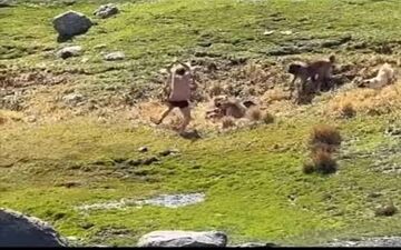 ویدئوی پربازدید از حمله وحشتناک گله سگ‌ها به نوجوان اردبیلی