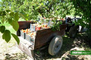  برداشت گوجه فرنگی از دشت‌ گهواره 