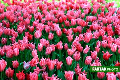 گزارش تصویری از پیاده راه لاله برای مادران 