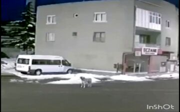 تلاش یک سگ برای اعلام هشدار زلزله در ترکیه / فیلم 