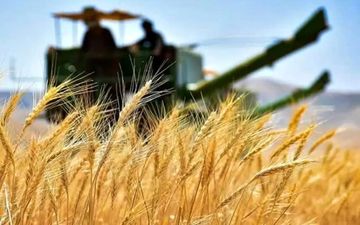 قیمت خرید تضمینی گندم ۱۴۰۴-۱۴۰۵ تصویب شد؛ جزئیات اعلام شد