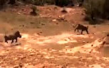 اقدام شجاعانه گراز در نجات دادن فرزندش از دهان پلنگ