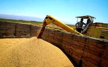  گرانفروشی خوراک طیور با دلار ۳۸۰۰ تومانی