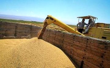  گرانفروشی خوراک طیور با دلار ۳۸۰۰ تومانی