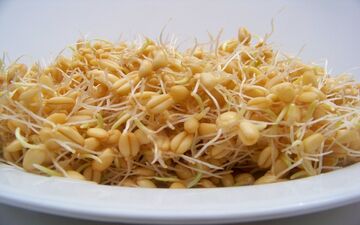 خواص فوق العاده جوانه گندم برای سلامتی