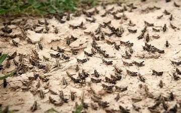  ماجرای خرید تضمینی «ملخ»/ سازمان حفظ نباتات: مخالفیم
