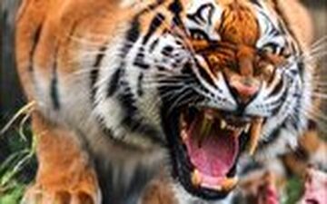 حمله غافلگیر کننده ببر خشمگین به یک زن