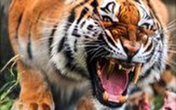 حمله غافلگیر کننده ببر خشمگین به یک زن