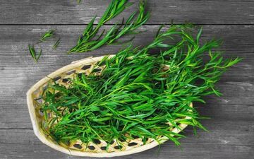 آشنایی با خواص گیاه ترخون