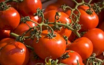 از کاهش قیمت گوجه سبز تا نرخ مصوب گوجه فرنگی 