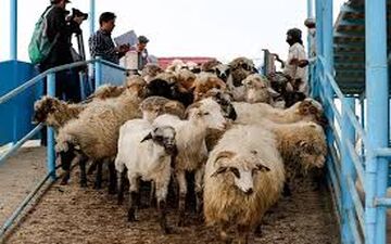 کشتار بی صدا بیخ گوش تمام دامداران
