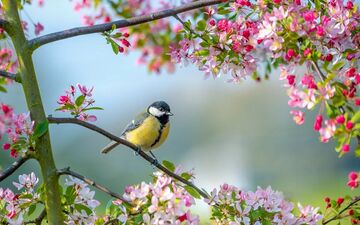 توصیه های طب ایرانی در فصل بهار