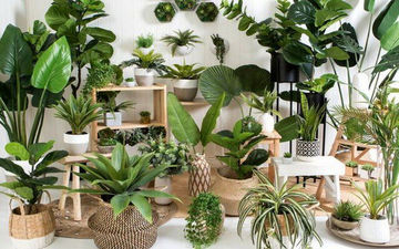 آموزش آبیاری گیاهان آپارتمانی به صورت صحیح + نکات مهم