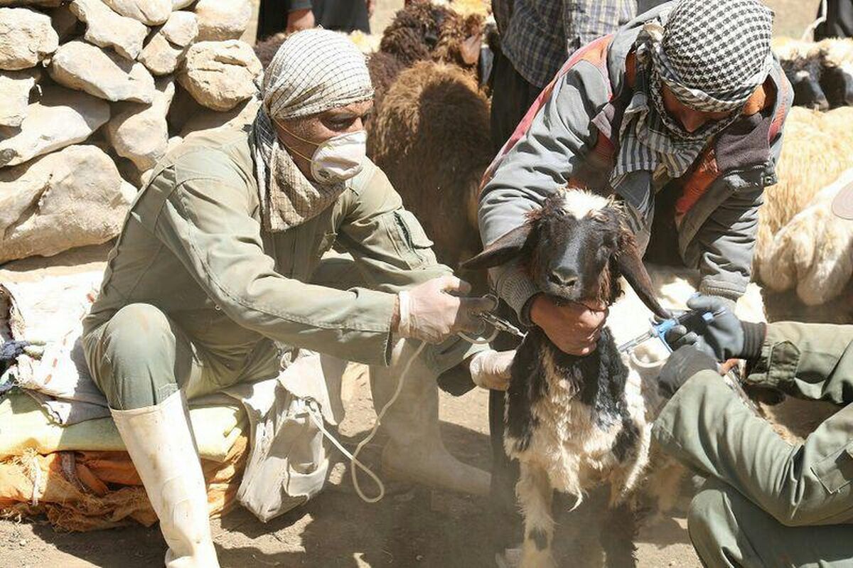 واکسیناسیون رایگان بیش از پنج میلیون دام در کرمانشاه