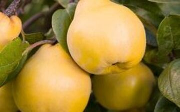 آشنایی با خواص به