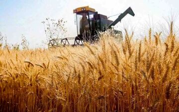 قیمت گندم امروز پنجشنبه اول آبان ۱۴۰۴