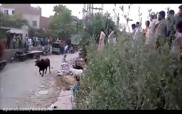 فیلم/ صحنه وحشتناکی که گاو خشمگین برای پیرمرد عصا به دست رقم زد 