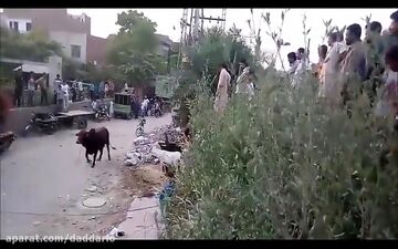 فیلم/ صحنه وحشتناکی که گاو خشمگین برای پیرمرد عصا به دست رقم زد 