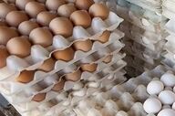 کشف 5000 شانه تخم‌مرغ فاقد مجوز و غیربهداشتی در کرج 