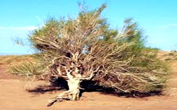 سارق درخت های کویری دستگیر شد 