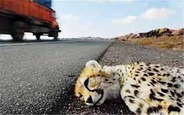 توله یوز تلف شده ماده بود / راهداری و پلیس راه جاده را ایمن کنند