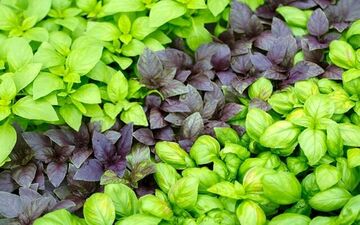 برخی از خواص ریحان و فواید درمانی آن