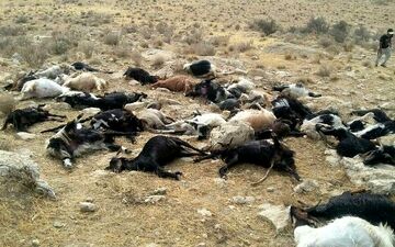 ۱۸۵ رأس دام سبک در مانه و سملقان تلف شدند