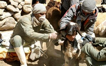 واکسیناسیون رایگان بیش از پنج میلیون دام در استان کرمانشاه