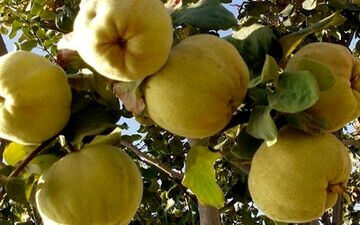 خواص شگفت‌انگیز "به"  برای درمان لک‌های پوستی 
