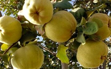 خواص شگفت‌انگیز "به"  برای درمان لک‌های پوستی 
