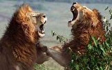جنگ خونین 2 شیر نر خشمگین با یکدیگر 