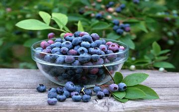 گیاهی برای درمان عفونت‌های معده