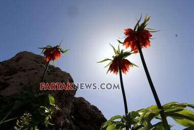 محسن عباسی‌فرد- ایرج الیاسی دالاهو