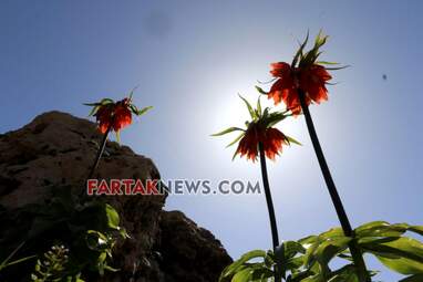 محسن عباسی‌فرد- ایرج الیاسی دالاهو