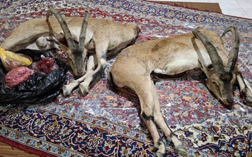 شکارچیان غیرمجاز در فیروزکوه با کشف لاشه ۲ کل وحشی دستگیر شدند