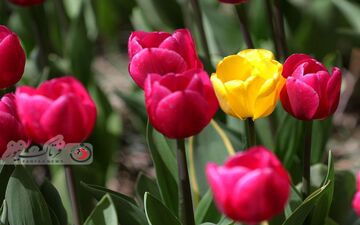 گزارش تصویری از لاله های زیبای بهاری در باغ ایرانی