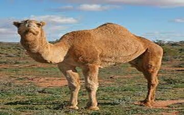 صدور شناسنامه الکترونیکی برای شترها 