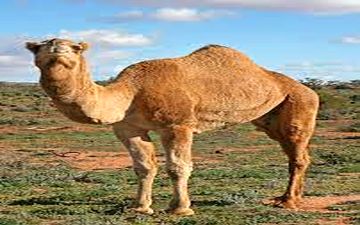 صدور شناسنامه الکترونیکی برای شترها 