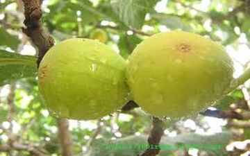 میوه زیبایی پوست!