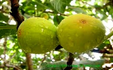 میوه زیبایی پوست!
