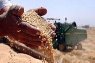 کشف ۶ تن غلات احتکار شده در قم
