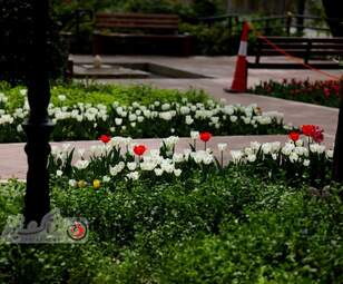  باغ ایرانی  بوستان  لاله های رنگین 