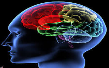 علت واکنش مغز به خطرات احتمالی چیست؟