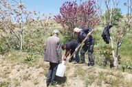 نهال‌های جایگزین حبس در آشتیان؛ ۲۸۰ اصله در مسیر توسعه فضای سبز کاشته شد