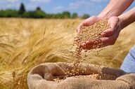 نارضایتی گندمکاران از تأخیر در پرداخت مطالبات و مشکلات معیشتی