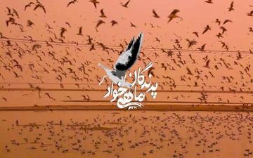 پرواز «پرندگان ماهی خوار» در کانال بالکان شبکه سحر
