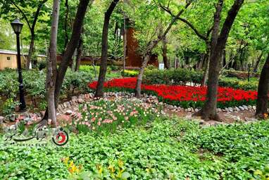  باغ ایرانی  بوستان  لاله های رنگین 