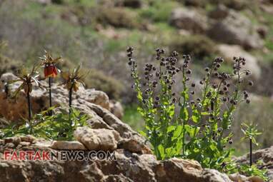 محسن عباسی‌فرد- ایرج الیاسی دالاهو