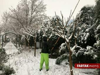 برف در تهران